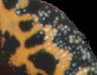 Micrografx Picture Publisher 7 Bild