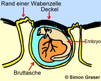 Wabenkröte: Embryo in Hauttasche