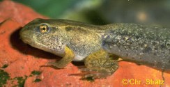 Grasfrosch: Kaulquappe in Metamorphose
