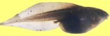 Kaulquappe der Knoblauchkröte