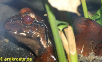 Südamerikanischer Ochsenfrosch, Leptodactylus pentadactylus
