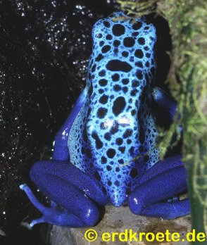 Blauer Pfeilgiftfrosch, Dendrobates azureus
