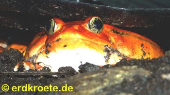 Tomatenfrosch, Discophus antongilli