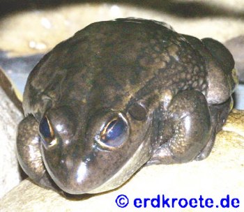 Goldlaubfrosch (Litoria aurea)