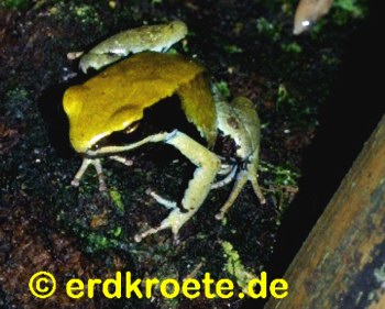 Grnes Goldfrschchen, Mantella viridis