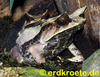 Zipfelfrosch, Megophrys monticola nasuta
